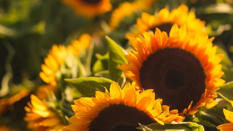 Été 2018 – Cours et ouverture